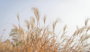 Herbes graminées légères se balançant devant un ciel clair, image d'ouverture du programme MBSR