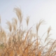 Herbes graminées légères se balançant devant un ciel clair, image d'ouverture du programme MBSR